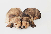 Two Dachund Puppies sleeping on the floor. Property released.