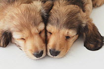 Dachshund Puppies sleeping on the floor. Property released.