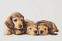Three Dachshund puppies sleeping on the floor, with one awake. Property released.