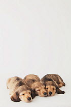 Three Dachshund puppies sleeping on the floor. Property released.