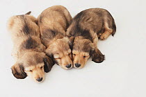 Three Dachshund puppies sleeping on the floor. Property released.