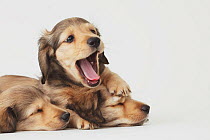 Dachshund puppies sleeping on the floor, whilst one is awake and yawning. Property released.