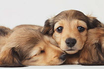 Dachshund puppies sleeping on the floor, with one awake. Property released.