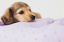 Dachshund puppy lying down on a blanket. Property released.