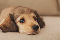Dachshund puppy lying down on the couch. Property released.