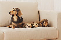 Dachshund bitch and puppies on the couch. Property released.