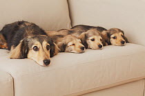 Dachshund bitch and puppies on the couch. Property released.
