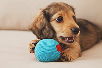 Dachshund puppy playing with ball. Property released.