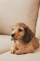 Dachshund puppy sitting on sofa. Property released.