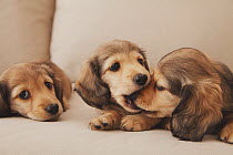 Dachshund puppies playing on sofa. Property released.