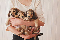 Woman holding three Dachshund puppies. Property released.