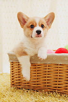 Corgi puppy in a basket on a carpet. Property released.