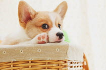 Corgi puppy in a basket. Property released.