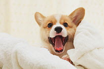 Corgi puppy wrapped in a towel, yawning. Property released.