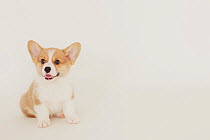 Corgi puppy sitting on the floor. Property released.