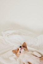 Corgi puppy sleeping on a towel. Property released.