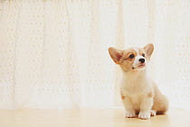 Corgi puppy sitting on floor next to curtain. Property released.
