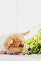 Corgi puppy sniffing house plant. Property released.