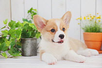 Corgi puppy on decking with plants. Property released.