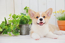 Corgi puppy on decking with plants. Property released.