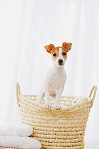 Jack Russell Terrier climbing out of basket. Property released.