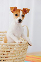 Jack Russell Terrier in a basket. Property released.