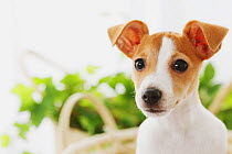 Jack Russell Terrier in a basket with plants behind it. Property released.