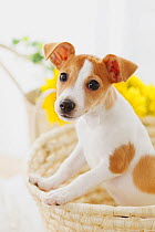 Jack Russell Terrier in a basket with yellow flowers behind it. Property released.