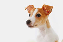 Jack Russell Terrier portrait,. Property released.