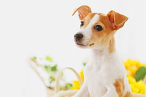 Jack Russell Terrier in a basket with flowers behind it. Property released.