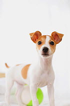 Jack Russell Terrier standing over ball. Property released.