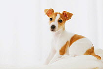 Jack Russell Terrier on a towel. Property released.