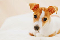 Jack Russell Terrier on a towel. Property released.
