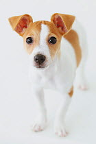 Jack Russell Terrier portrait. Property released.