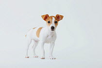 Jack Russell Terrier portrait. Property released.