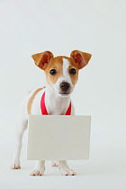 Jack Russell Terrier with whiteboard around its neck. Property released.