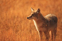 Coyote (Canis latrans) in grassland, Yellowstone National Park, Wyoming, September