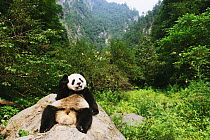 Giant panda (Ailuropoda melanoleuca) resting on rock, Chengdu Panda Breeding and Research Center, China. Property released.