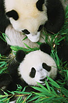 Giant Pandas (Ailuropoda melanoleuca) amongst bamboo, Chengdu Panda Breeding and Research Center, China. Property released.