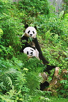 Two Giant Pandas (Ailuropoda melanoleuca) resting in vegetaion, Chengdu Panda Breeding and Research Center, China. Property released.