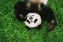 Giant Panda (Ailuropoda melanoleuca) lying on back resting in grass, Chengdu Panda Breeding and Research Center, China. Property released.