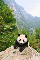 Giant Panda (Ailuropoda melanoleuca) climbing on rock, Chengdu Panda Breeding and Research Center, China. Property released.