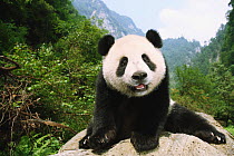Giant panda (Ailuropoda melanoleuca) portrait on rock, Chengdu Panda Breeding and Research Center, China. Property released.