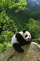 Giant panda (Ailuropoda melanoleuca) climbing on rock, Chengdu Panda Breeding and Research Center, China. Property released.