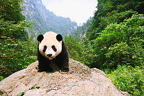 Giant panda (Ailuropoda melanoleuca) climbing on rock, Chengdu Panda Breeding and Research Center, China. Property released.