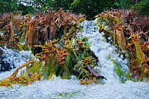 Apinagia (Podostemaceae) in flowing river water. Peti rapids, Gran Rio, Suriname, September.