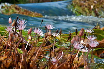Apinagia (Podostemaceae) in flower. Peti rapids, Gran Rio, Suriname, September.