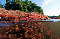 Apinagia (Podostemaceae) seen in split-level shot. Peti rapids, Gran Rio, Suriname, September.