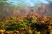 Apinagia (Podostemaceae) seen underwater. Peti rapids, Gran Rio, Suriname, September.
