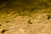 Boeseman's Catfish (Corydoras boesemani) on river bed. Gran Rio, Suriname, September.